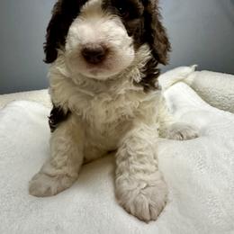 Australian Mountain Doodles, Bernedoodles, and Golden Mountain Doodles from Mindys Doodles