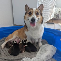 Waffle - Pembroke Welsh Corgi