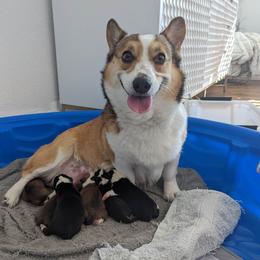 Waffle - Pembroke Welsh Corgi