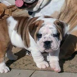 Bulldogs from Farleys Fabulous Fur Bullies
