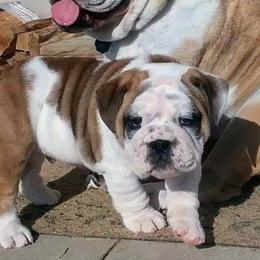 Bulldogs from Farleys Fabulous Fur Bullies