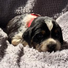 Reb - Black white and tan male English Springer Spaniel puppy in Cleburne, Texas from Powers English Springer Spaniels