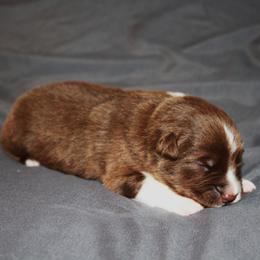 Valor - Red & white male Australian Shepherd puppy in Marshall, Indiana from Larkwood Australian Shepherds