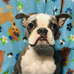 Candy - Boston Terrier