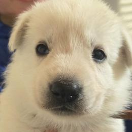 Boy 5 - White male German Shepherd puppy in Tonopah, Nevada from Mercy's White Shepherds