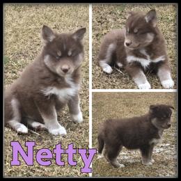 Netty - Red and white female Siberian Husky puppy in Wheeler, Michigan from Haase Family Kennels