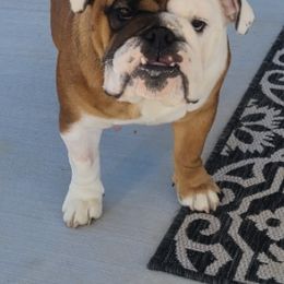 Bulldogs from Comer's Kennels