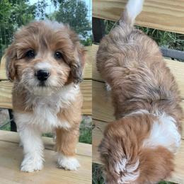 Merle boy - Brown merle male Aussiedoodle puppy in Hillsboro, Illinois from Shoal Creek Puppies