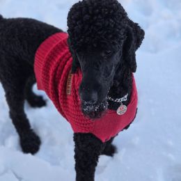 Anto - Black male Poodle puppy in Spring Hills, Florida from The Olympus Standard Poodle