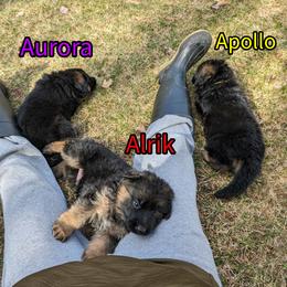 German Shepherd Puppies from League of Shepherds