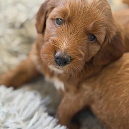Royal - Red  male Goldendoodle puppy in Waterford, California from Alvdoodles