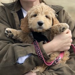 Labradoodle Puppies from Reese Labradoodles