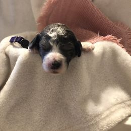 Goldendoodle Puppies from Lake Road Doodles