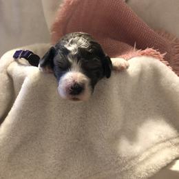 Goldendoodle Puppies from Lake Road Doodles
