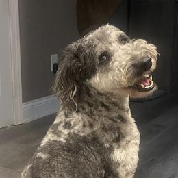 Aussiedoodles from Turner Puppy Patch