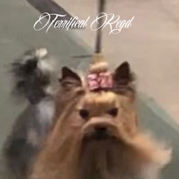 Kramer  - Yorkshire Terrier