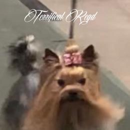 Kramer  - Yorkshire Terrier
