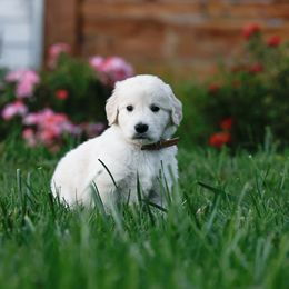 Boy 1 - Light golden male Golden Retriever puppy in Murfreesboro, Tennessee from ATW Retrievers