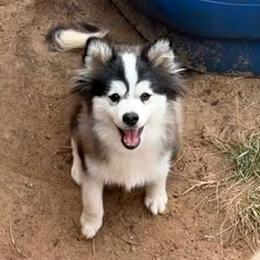 Kessi black and white husky boy - Black and white male Pomsky puppy in Enid, Oklahoma from Mile Hi Pomskies