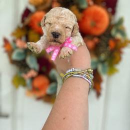 Angel(Pink) - Cream female Poodle puppy in Stuart Fl, Florida from Lincoln & Lady Co.