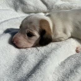 AKC Shaded red piebald smooth coat - Piebald female Dachshund puppy in Anderson, California from Golden Paws Dachshunds