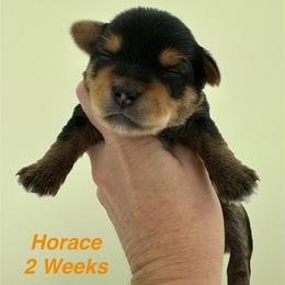 Horace - Black and tan male Yorkshire Terrier puppy in Ashland, Kentucky from Yorkie Paw