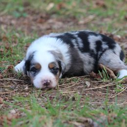 Meet Stone, blue merle male - Blue merle male Australian Shepherd puppy in Cookeville, Tennessee from Spring Creek Aussies