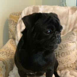 Rose - Pug