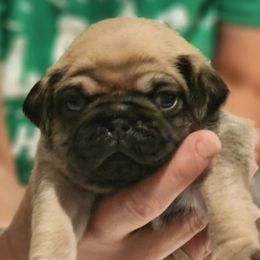 Otis-Brown Collar Boy - Fawn male Pug puppy in New Braunfels, Texas from Kex Pug Haus