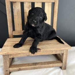 Copper - Black male Bordoodle puppy in Valley Center, California from Circle R Valley Bordoodls