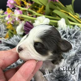 Lilly - Parti female Miniature Schnauzer puppy in Sylvania, Georgia from Southern Sky Miniature Schnauzers