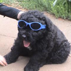 Bouvier des Flandres from Tomten Bouviers