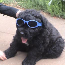 Bouvier des Flandres from Tomten Bouviers