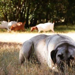Anatolian Shepherd Dogs from Mountain Creek Anatolians