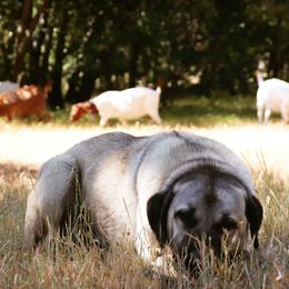 Anatolian Shepherd Dogs from Mountain Creek Anatolians