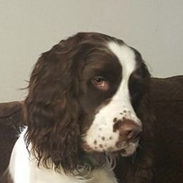 English Springer Spaniels from Vicky Jensen