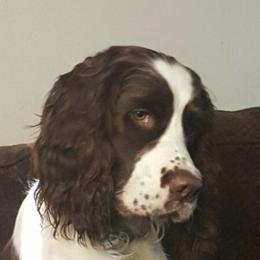 English Springer Spaniels from Vicky Jensen
