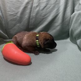 Girl 3 - female Belgian Malinois puppy in Woodway, Texas from New Beginning Belgians