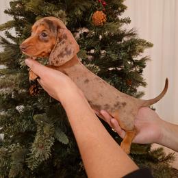 Chocolate dapple - Dapple female Dachshund puppy in Hesperia, California from VOM HAUSE Imperial