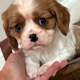 Oakie - Blenheim male Cavalier King Charles Spaniel puppy in Marshall, Arkansas from Kate’s Cavaliers