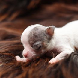 Clio - Merle female Chihuahua puppy in Tulsa, Oklahoma from H-3 Chihuahuas