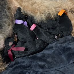 Orange - Black and tan male Airedale Terrier puppy in Akron, Ohio from Green Family Companion Kennel, LLC