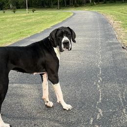 Great Danes from Blessed By Danes