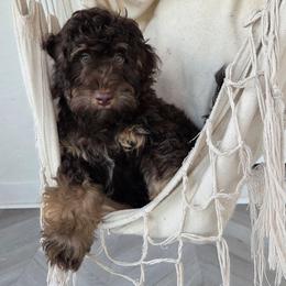 Clyde - Phantom male Bernedoodle puppy in North Royalton, Ohio from Johnson's Doodles