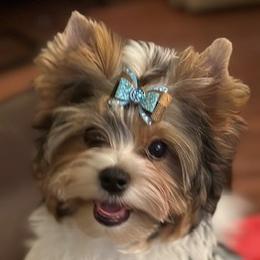 Franklin - Black tan and white Biewer Terrier puppy in Lansing, Michigan from ABC Biewers and Biros