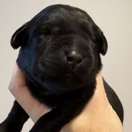 Miss Pink - Black female Labrador Retriever puppy in Clinton, Tennessee from Summer Rose