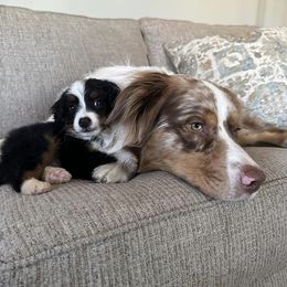 Australian Shepherds from Greight Aussies