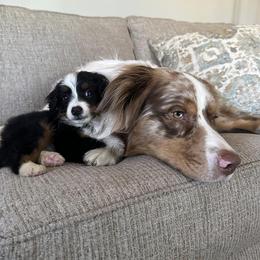 Australian Shepherds from Greight Aussies