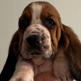 Lime green collar - 3,550.00 - Black white and brown male Basset Hound puppy in Columbia, South Carolina from Pawmetto Hounds