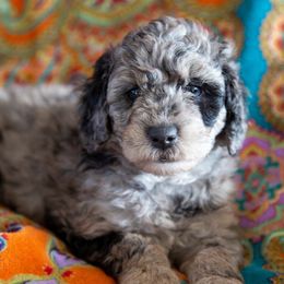 Aussiedoodle and Goldendoodle Puppies from Goldendoodledoo
